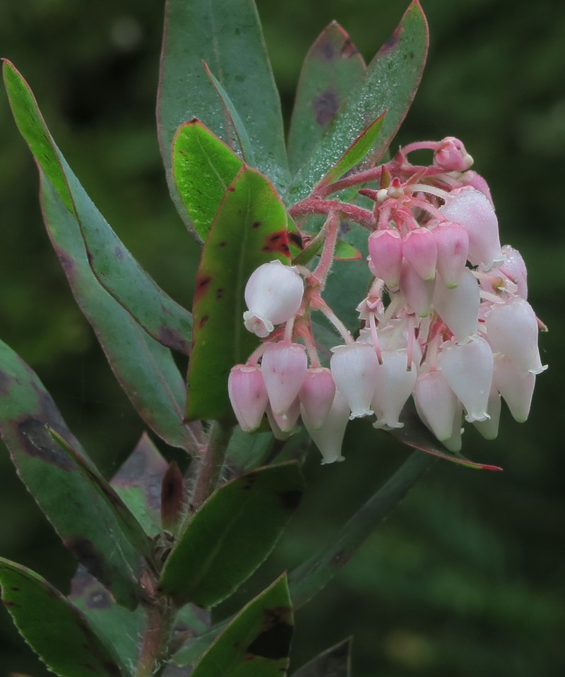 Serpentine Manzanita photo 2