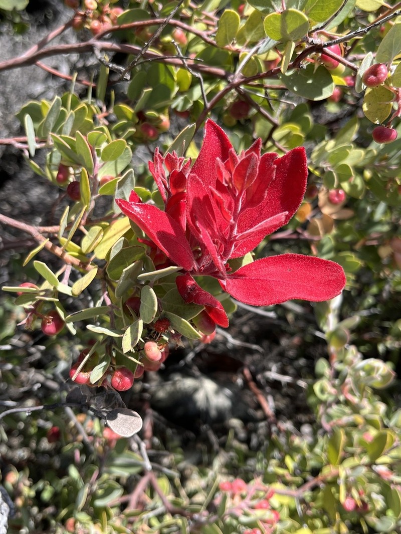 Serpentine Manzanita photo 3