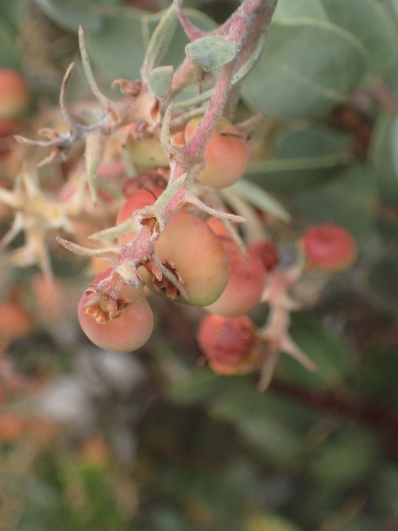 Serpentine Manzanita photo 4
