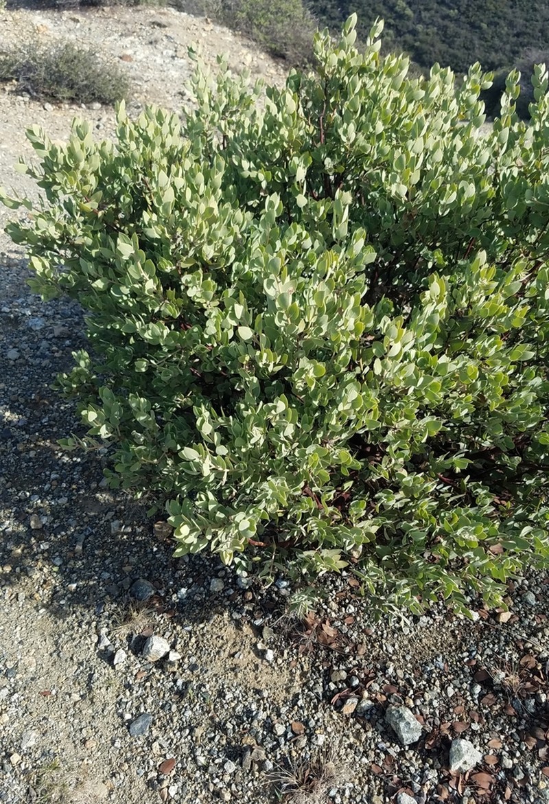 Serpentine Manzanita photo 5