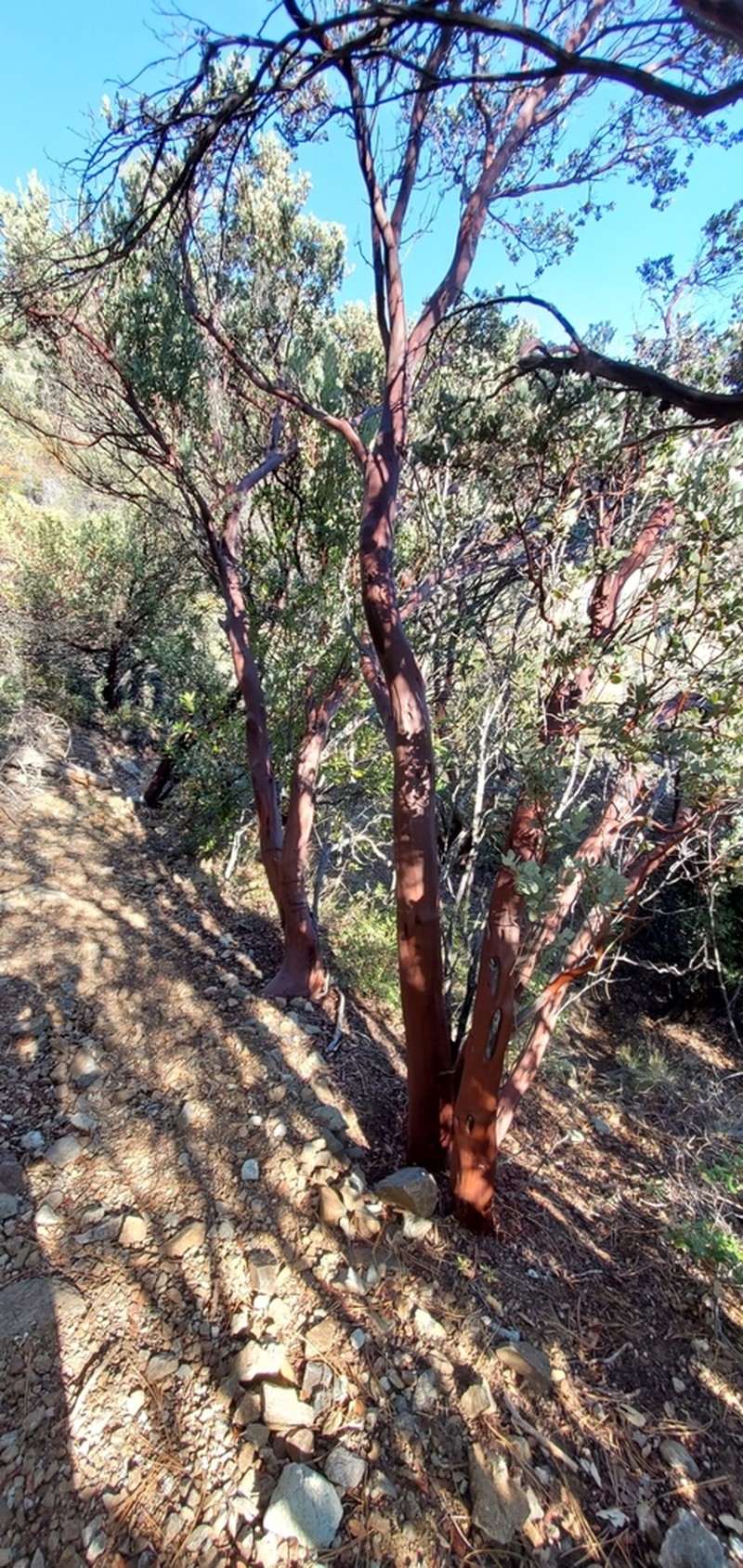 Serpentine Manzanita photo 6