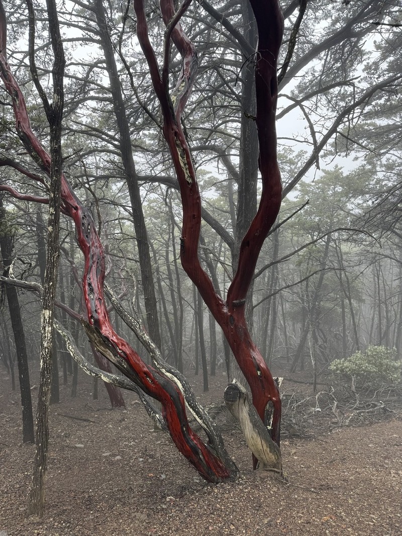 Serpentine Manzanita photo 7