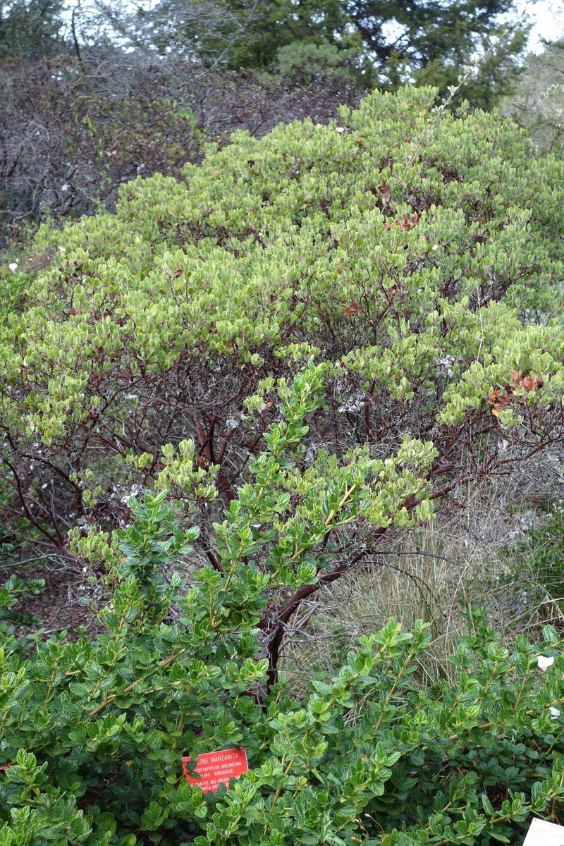 Ohlone Manzanita photo 2