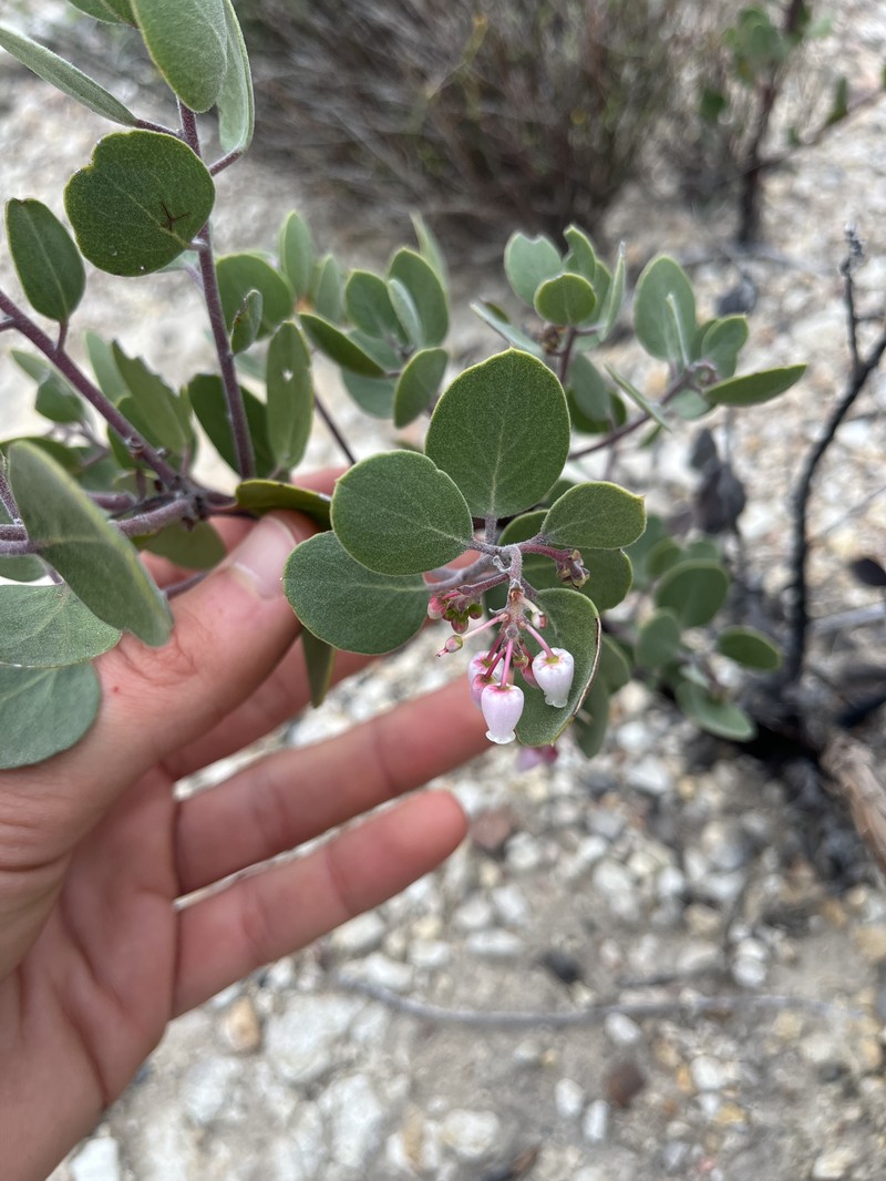 Ohlone Manzanita photo 3