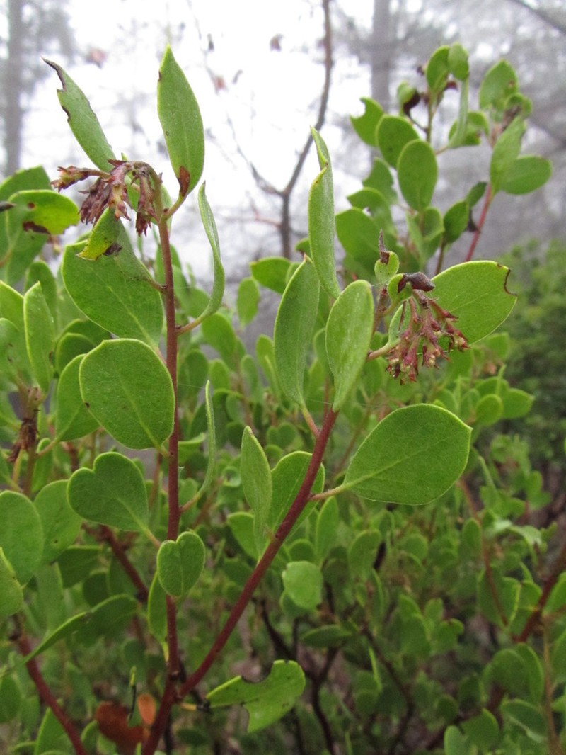 Ohlone Manzanita photo 4