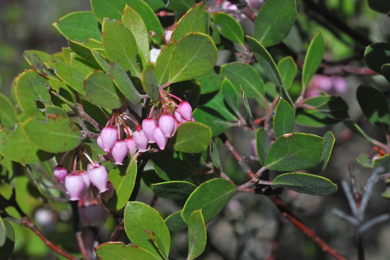 Ohlone Manzanita photo 5