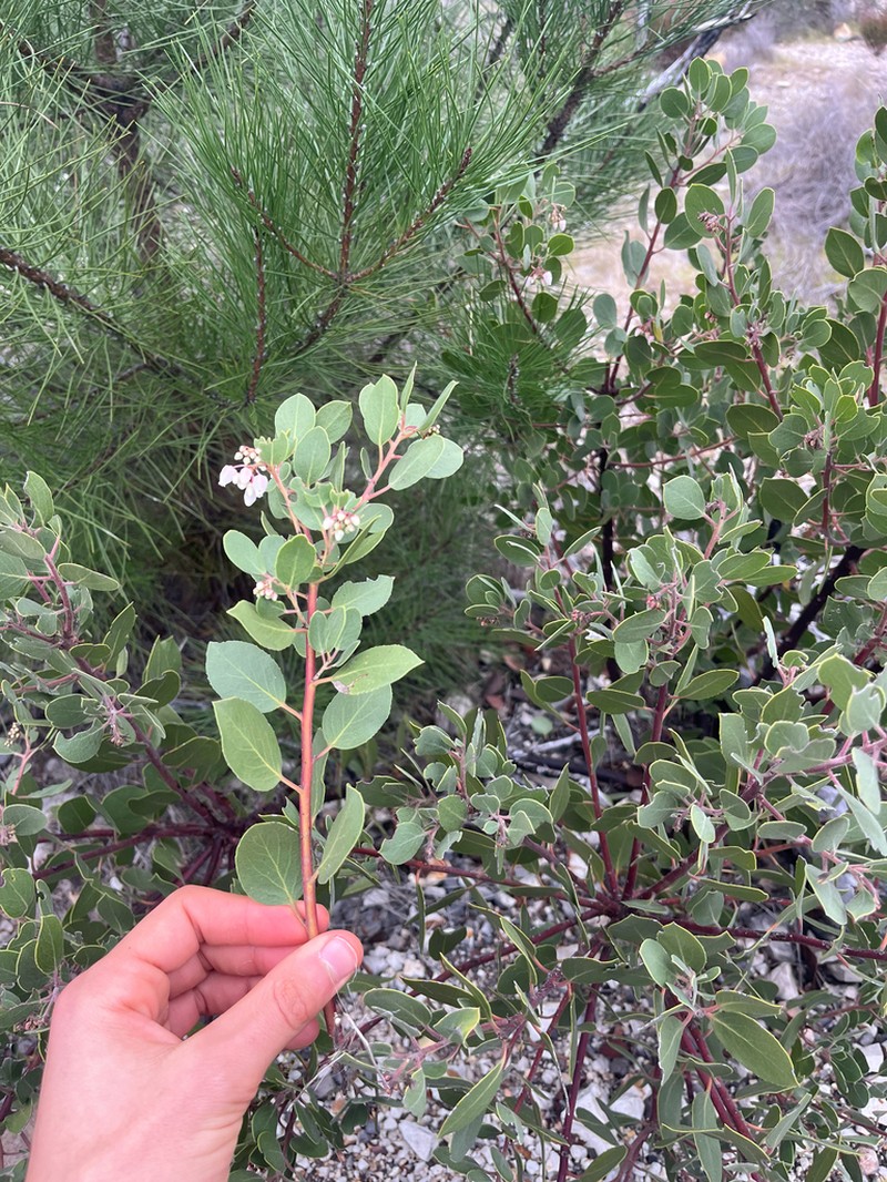 Ohlone Manzanita photo 6