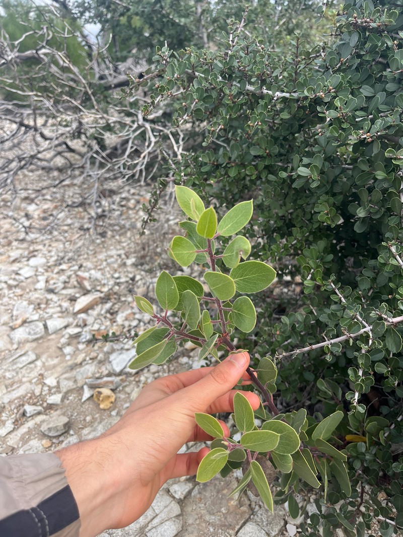Ohlone Manzanita photo 7
