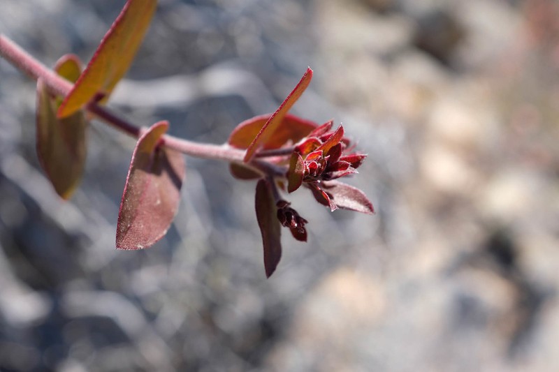 Oso Manzanita photo 3