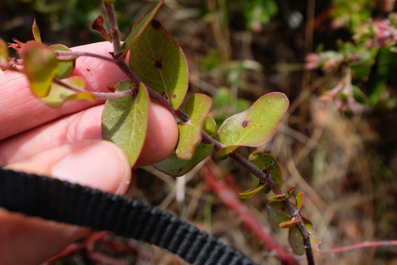 Oso Manzanita photo 4