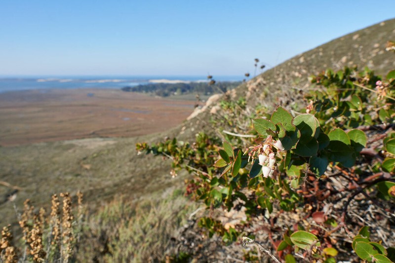 Oso Manzanita photo 5