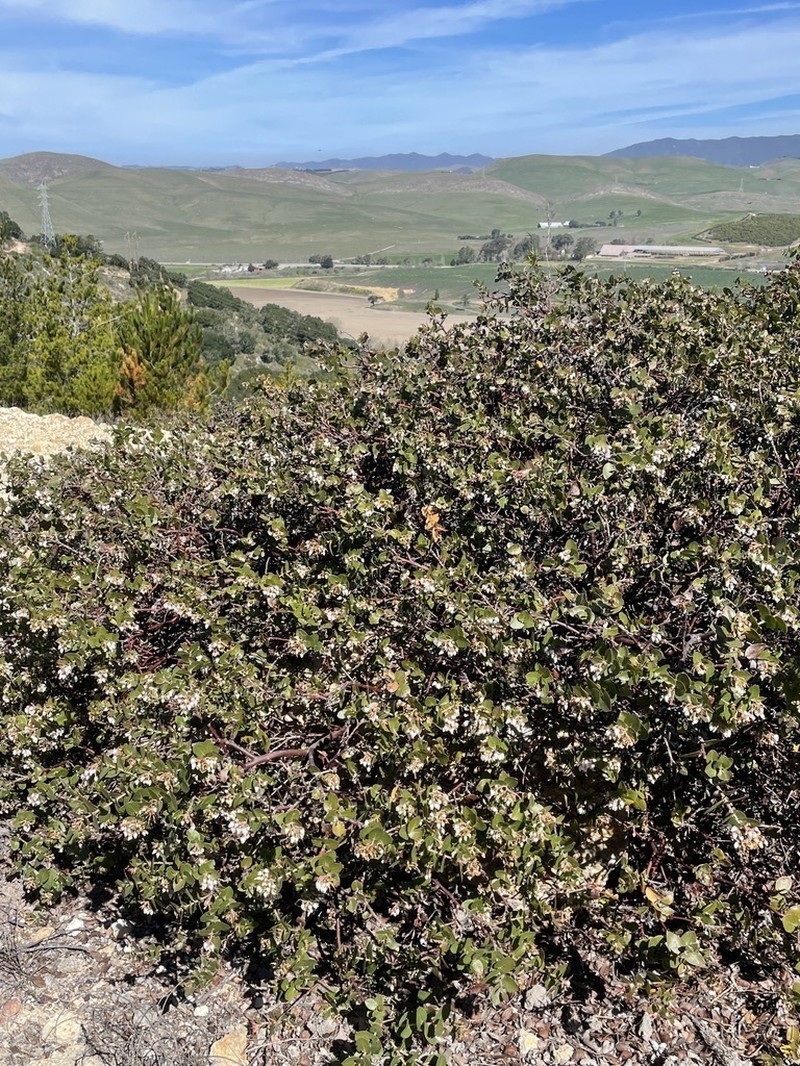Oso Manzanita photo 6