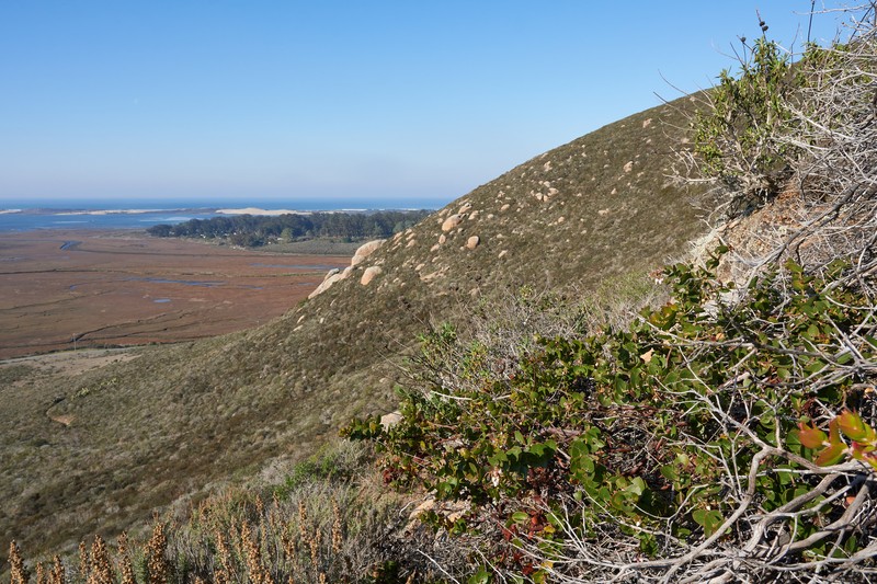 Oso Manzanita photo 2