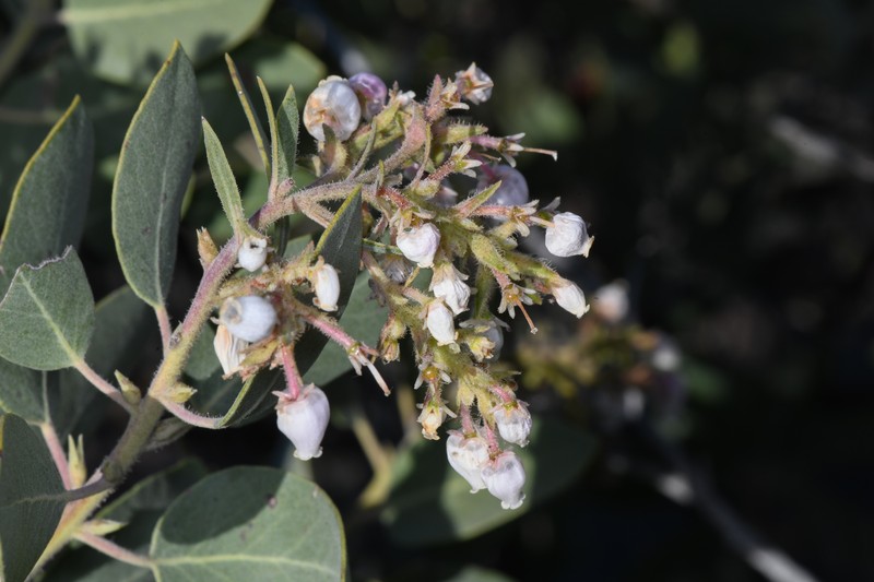 Otay Manzanita