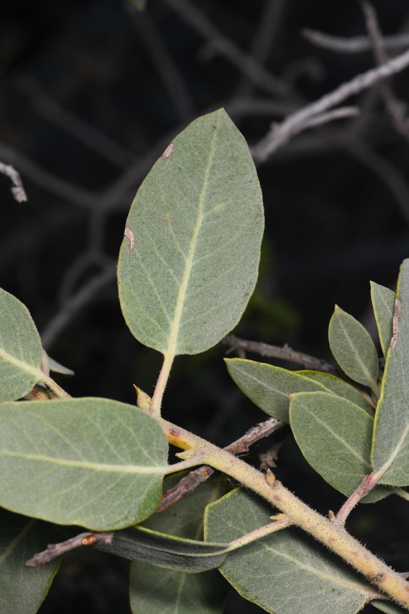 Otay Manzanita photo 2