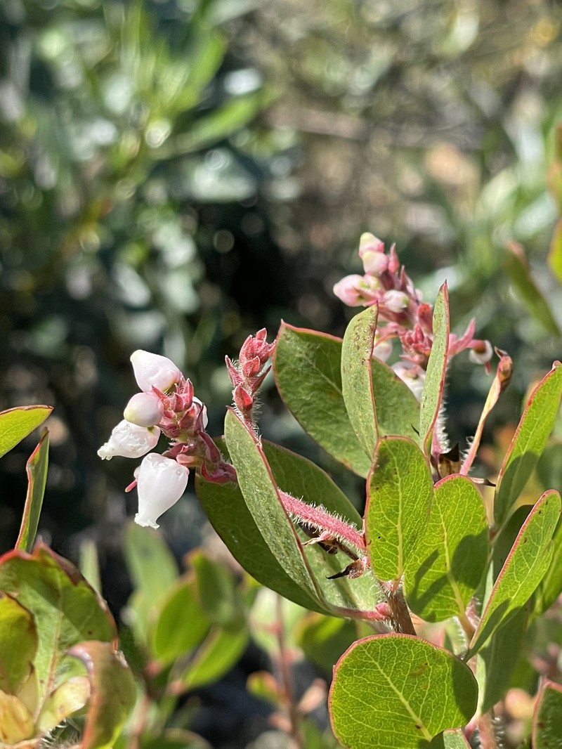 Otay Manzanita photo 3