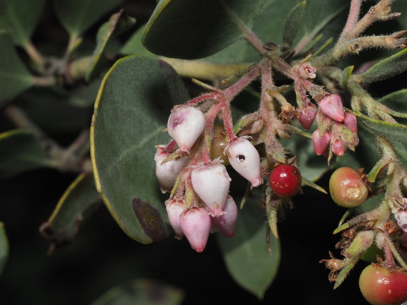 Otay Manzanita photo 4