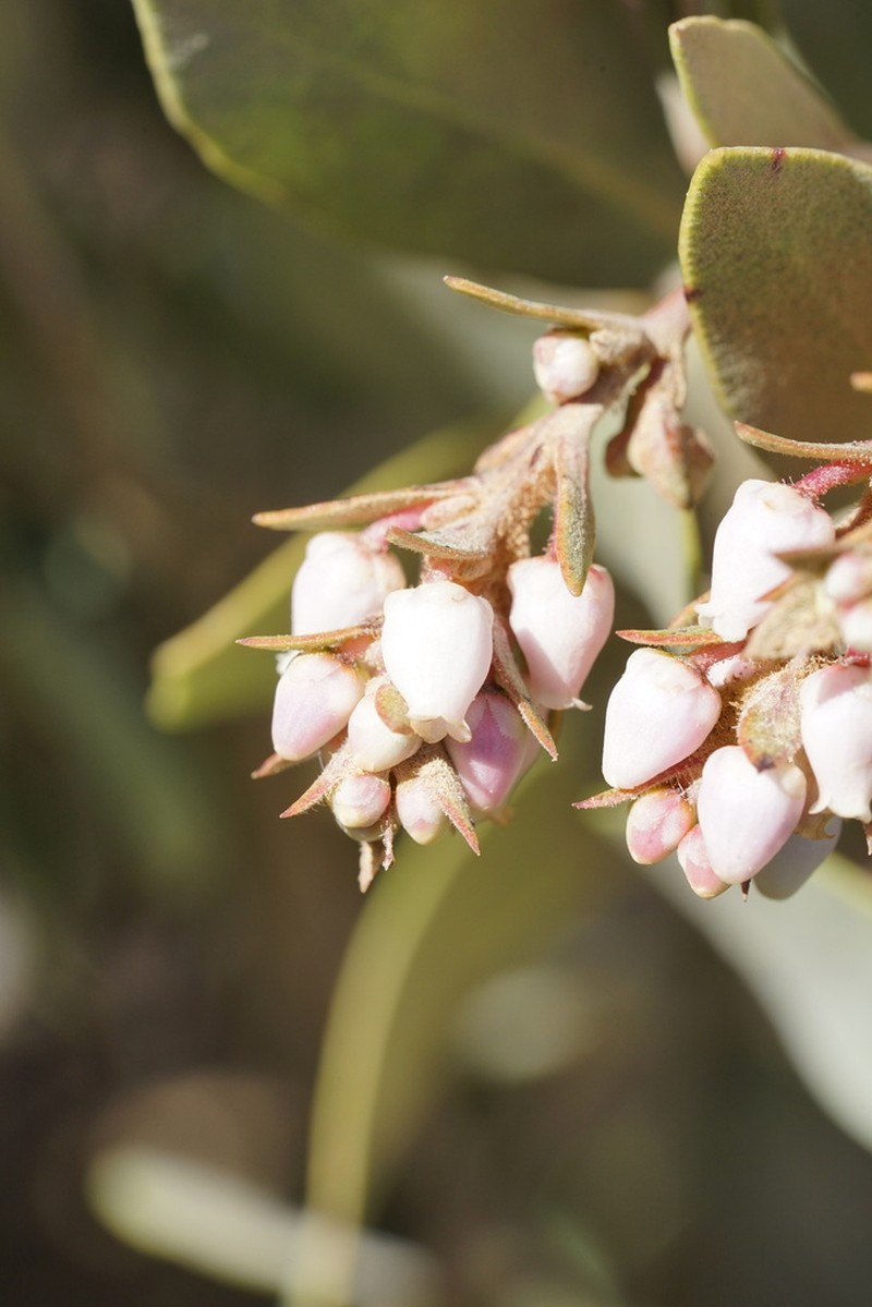 Otay Manzanita photo 5