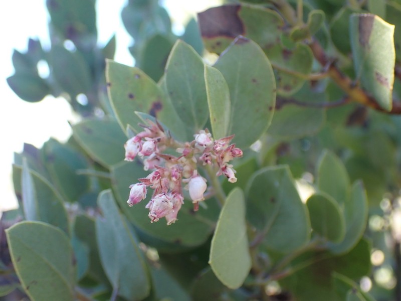 Otay Manzanita photo 6