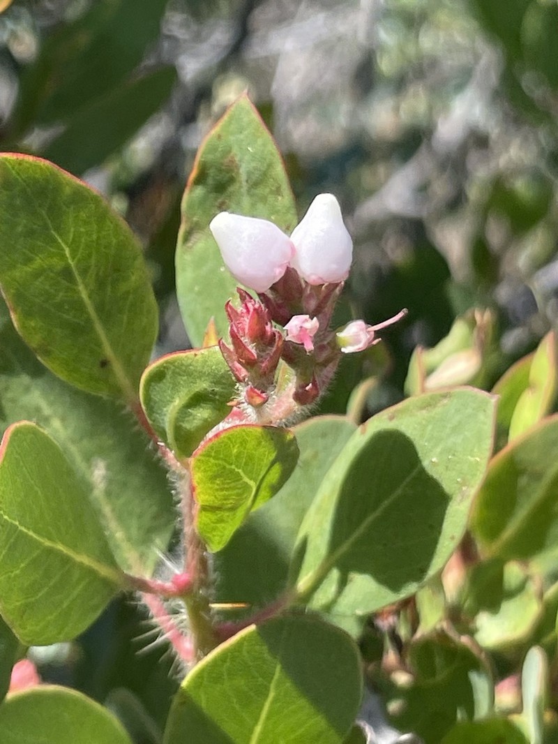Otay Manzanita photo 7