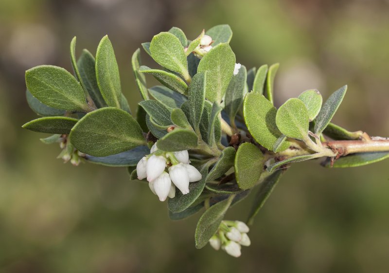 Pacific Manzanita