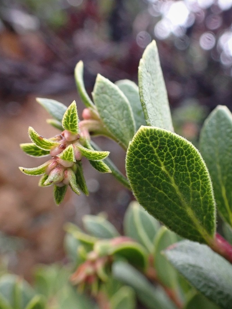 Pacific Manzanita photo 3