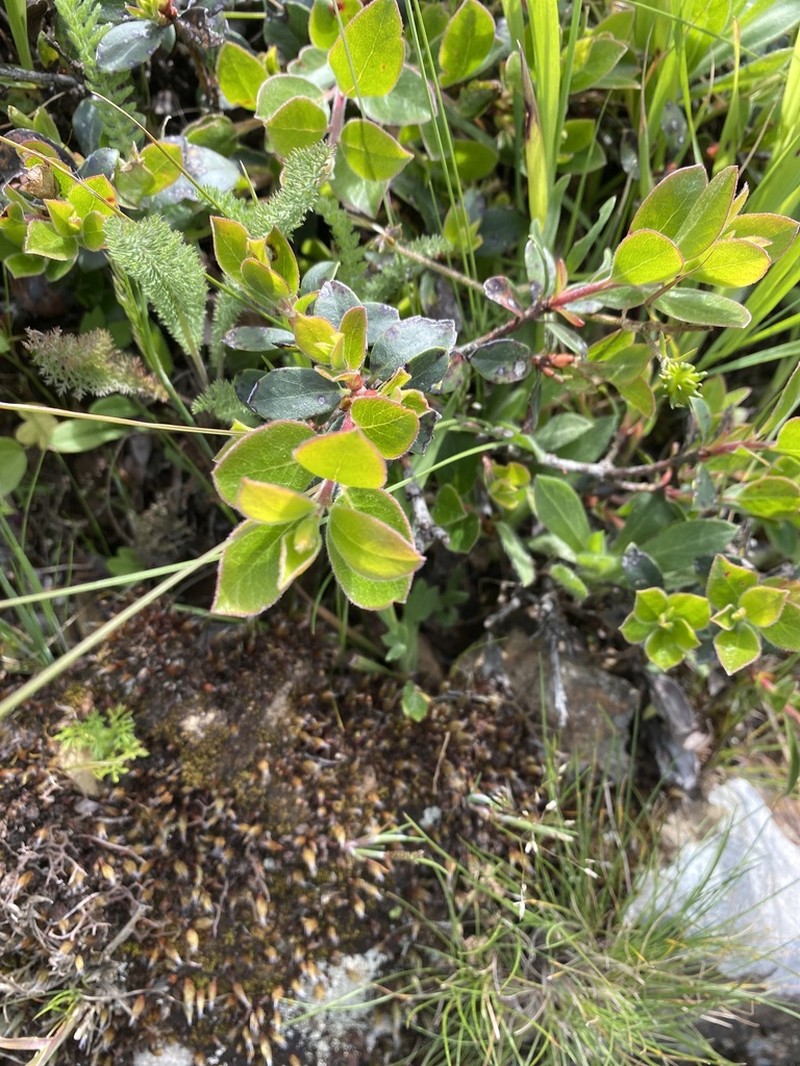 Pacific Manzanita photo 4
