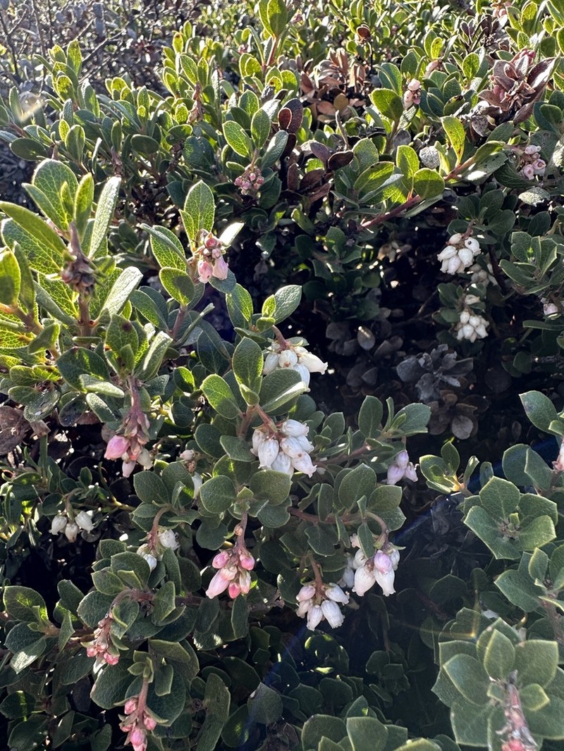 Pacific Manzanita photo 5