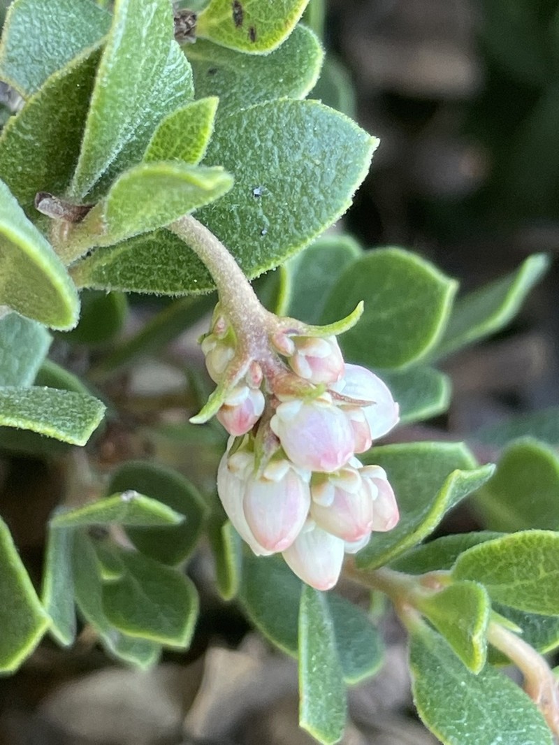 Pacific Manzanita photo 6