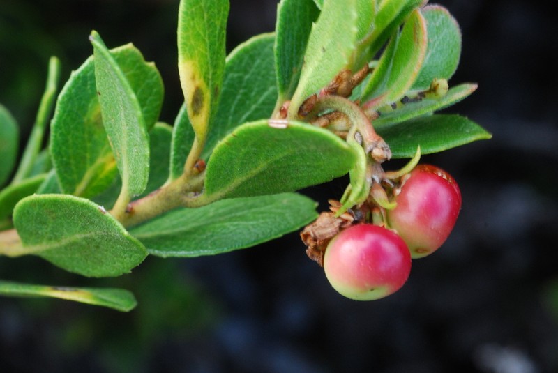 Pacific Manzanita photo 7