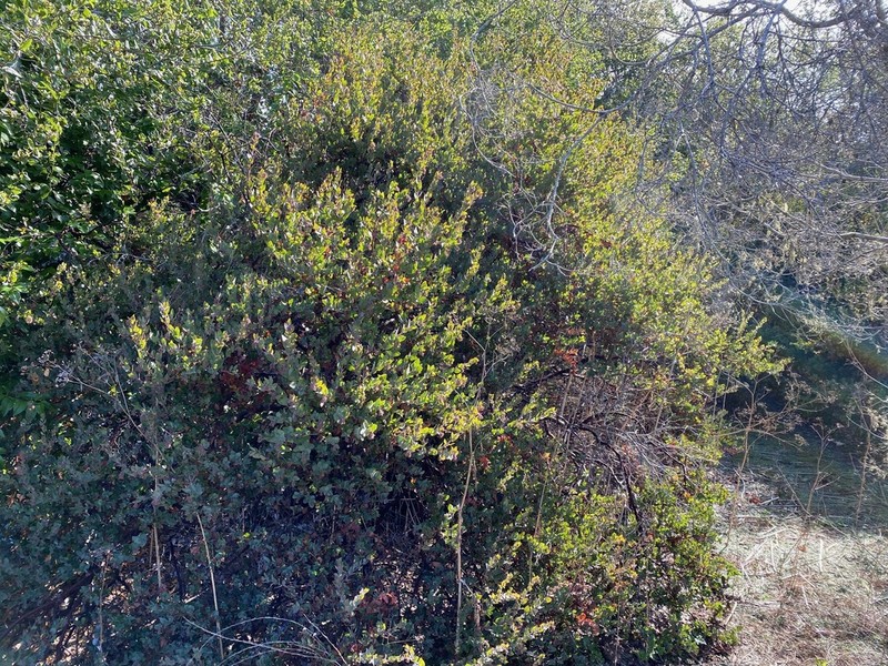Pajaro Manzanita photo 2