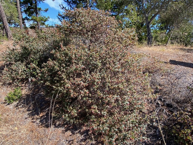 Pajaro Manzanita photo 3