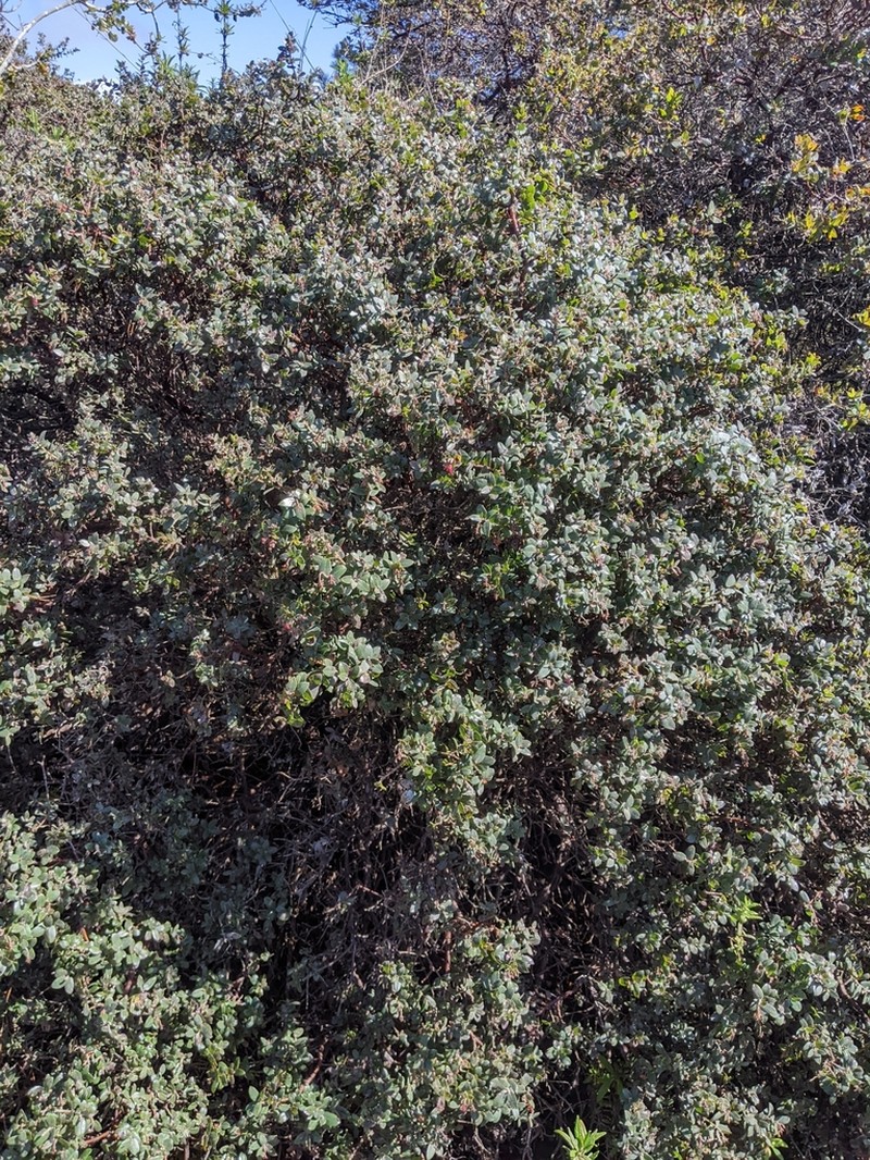 Pajaro Manzanita photo 4