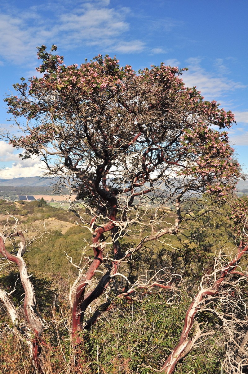 Pajaro Manzanita photo 5
