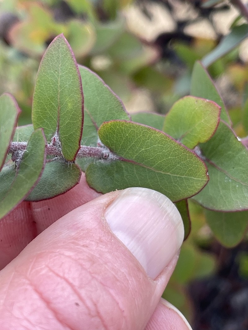 Pajaro Manzanita photo 6