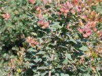Pajaro Manzanita