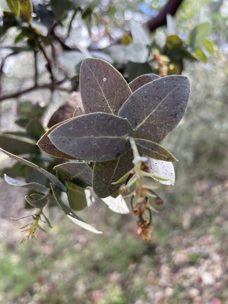 Alameda Manzanita photo 2