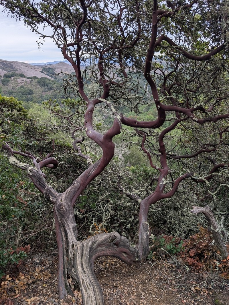 Alameda Manzanita photo 3
