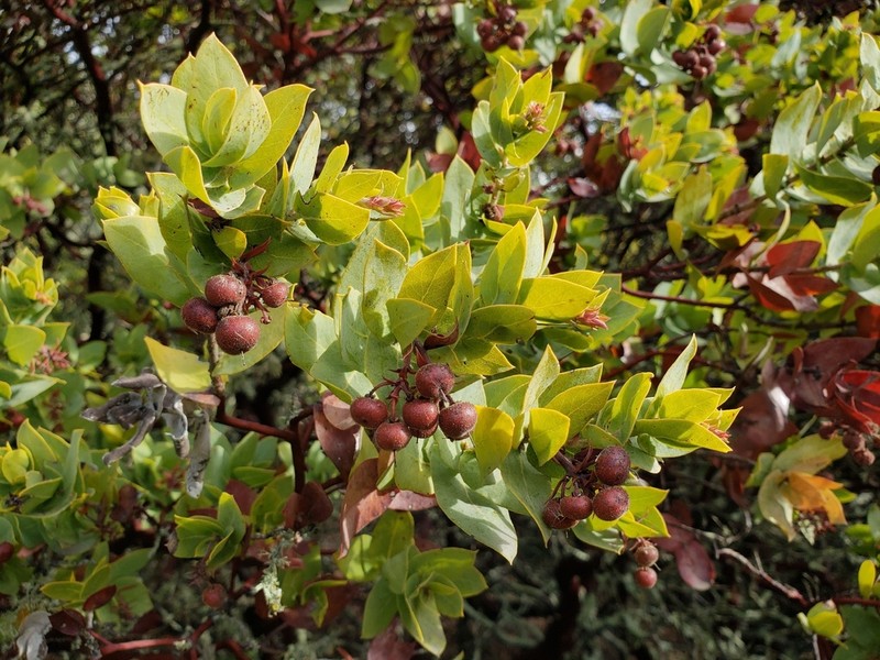 Alameda Manzanita photo 6