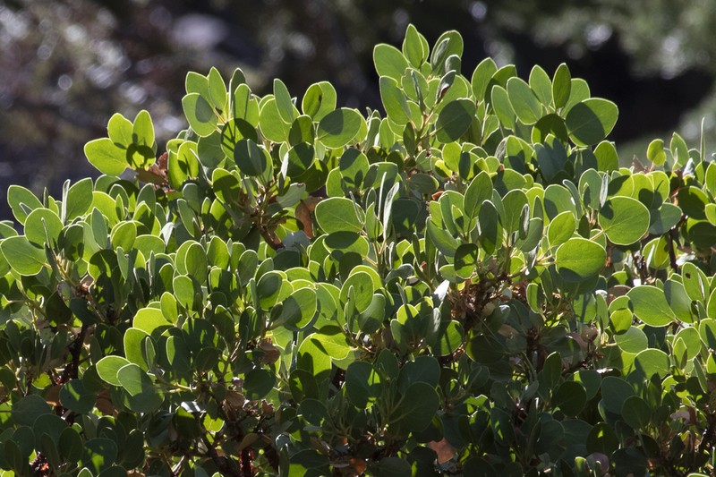 Parry Manzanita photo 2