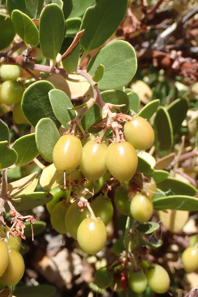 Parry Manzanita photo 4