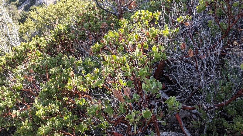 Parry Manzanita photo 6