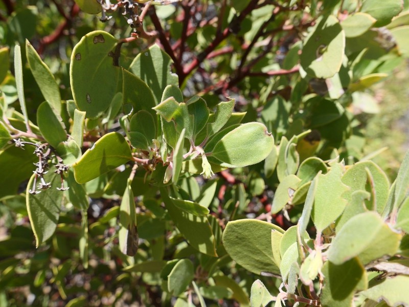 Parry Manzanita photo 7