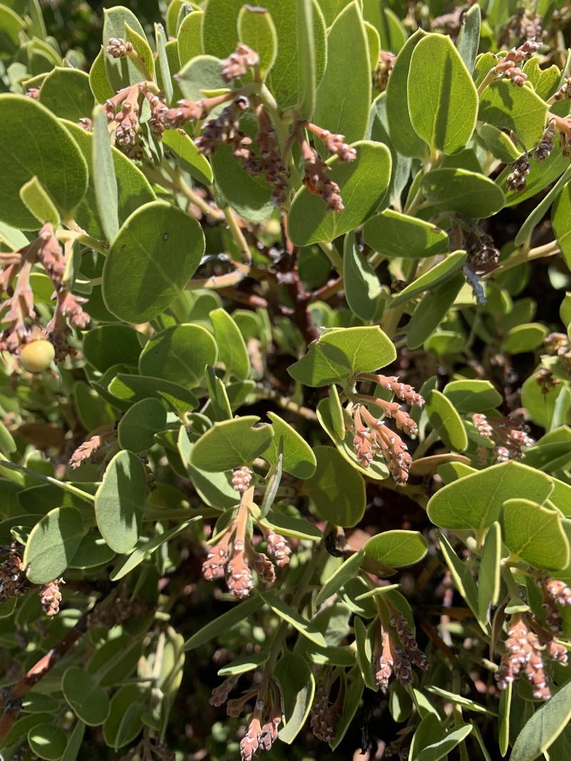 Arctostaphylos parryana subsp. desertica