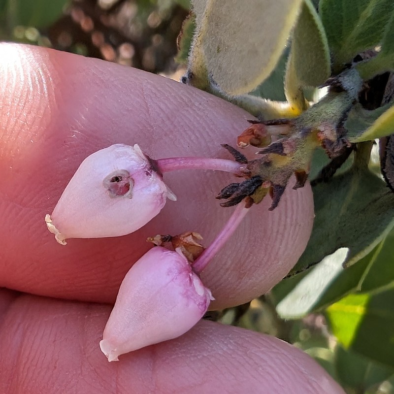 Arctostaphylos parryana subsp. desertica photo 2