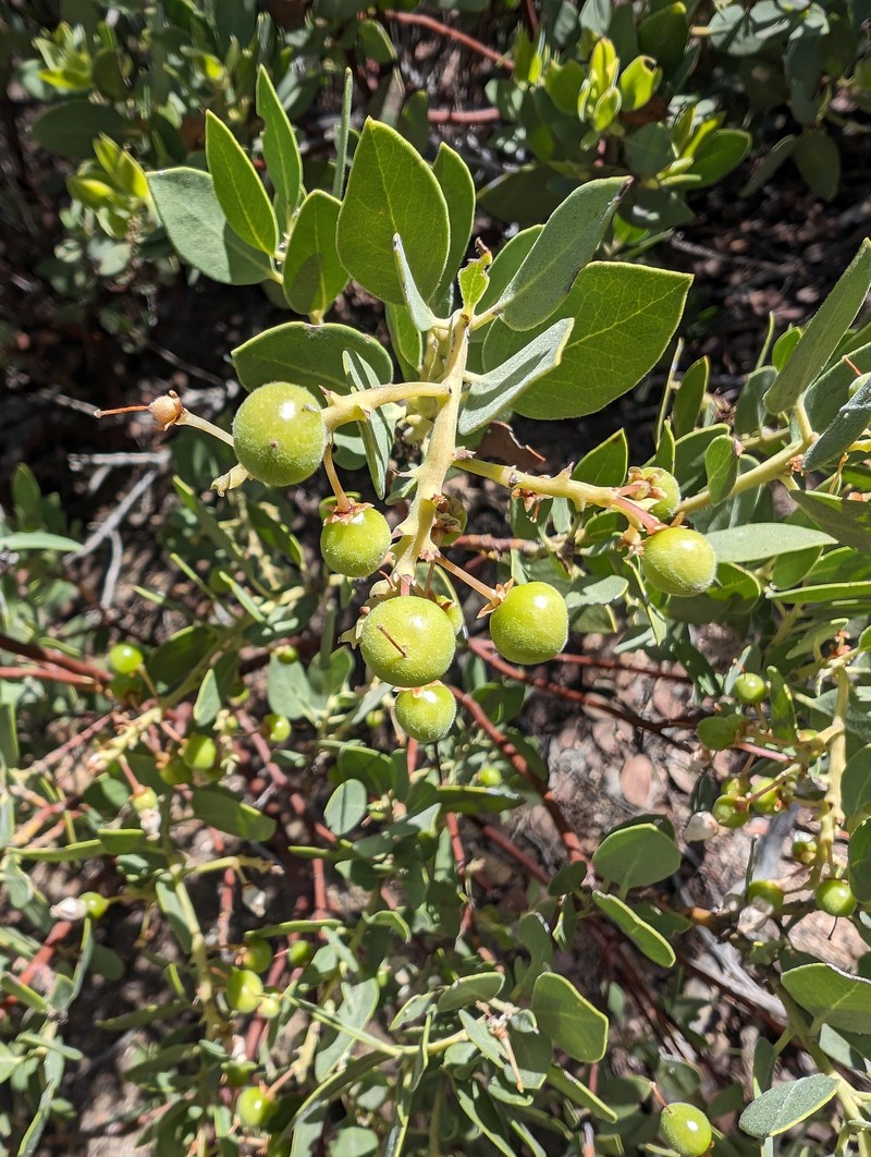 Arctostaphylos parryana subsp. desertica photo 3