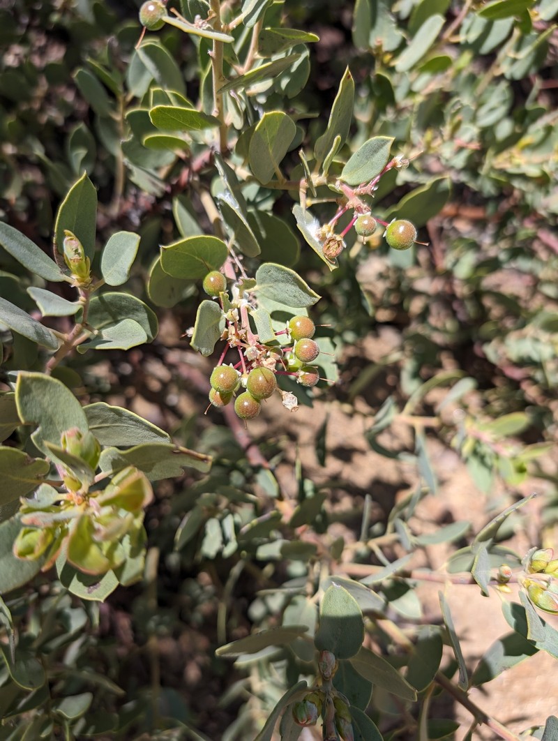 Arctostaphylos parryana subsp. desertica photo 4