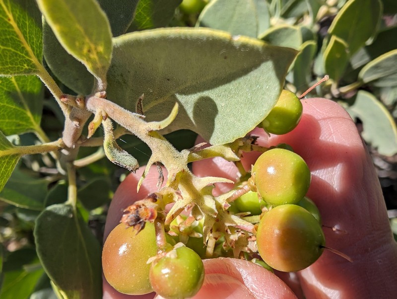 Arctostaphylos parryana subsp. desertica photo 5