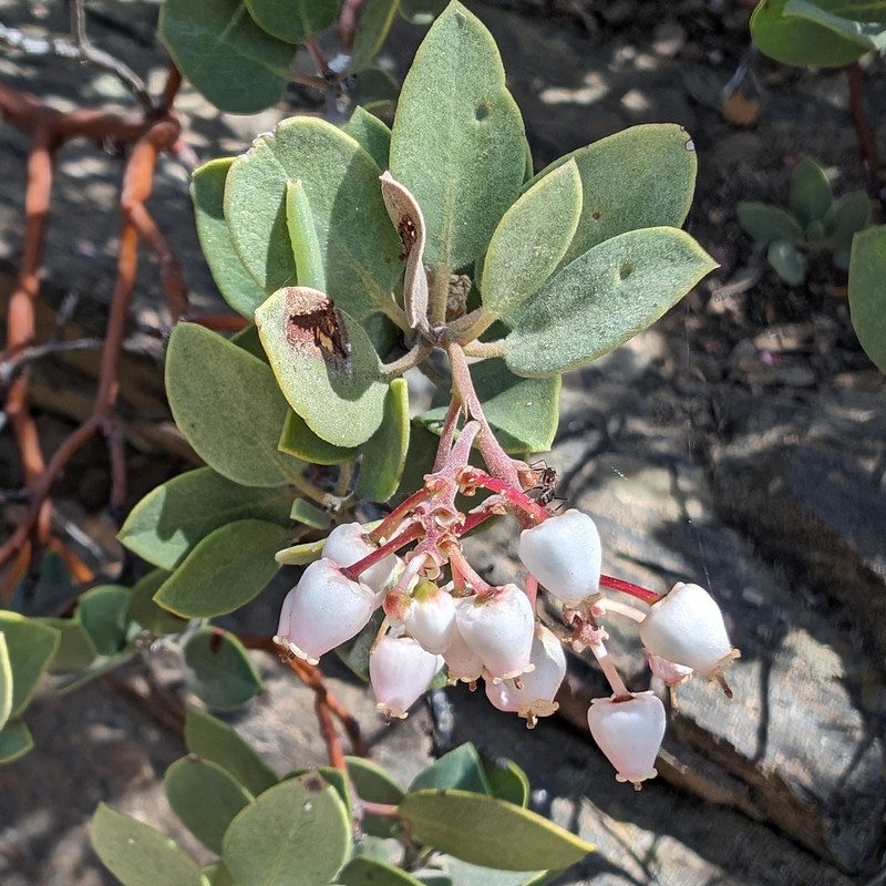 Arctostaphylos parryana subsp. desertica photo 6