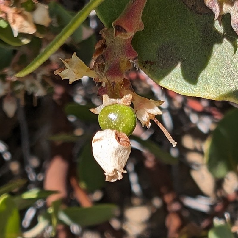 Arctostaphylos parryana subsp. desertica photo 7